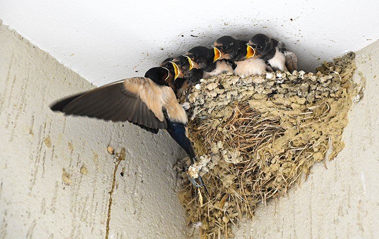 swallow bird feeding their babies in a nest